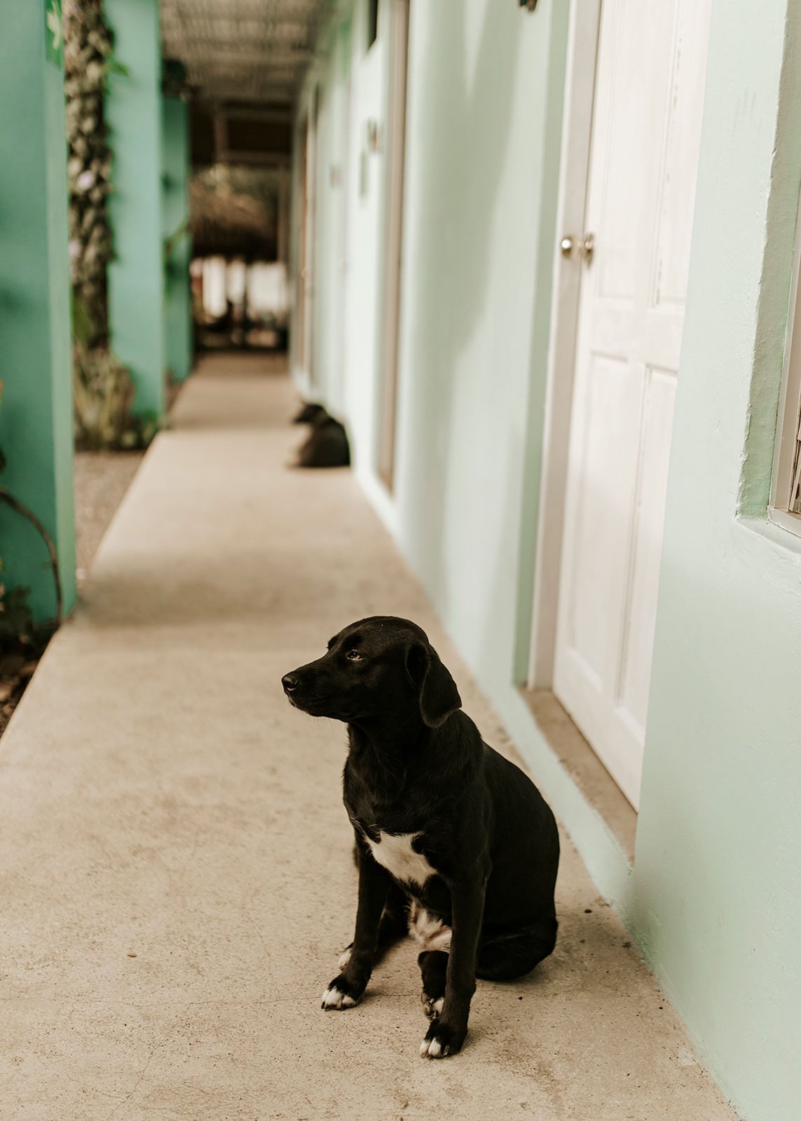 dogs at selina hostel